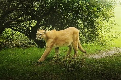 Mountain lion commute? Overpass for wildlife proposed for Highway 101